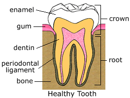 Healthy Tooth